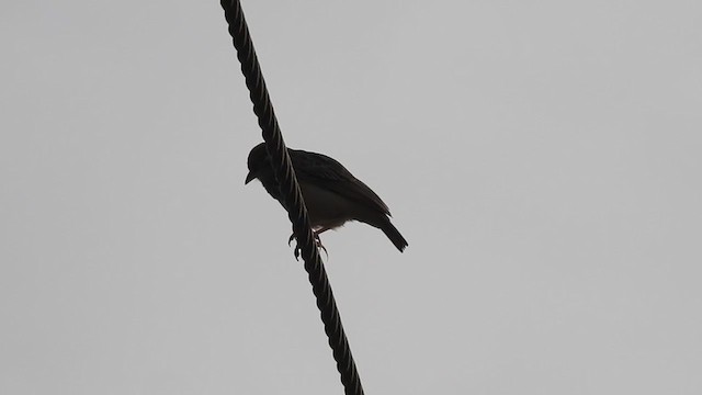 Jerdon's Bushlark - ML284131381