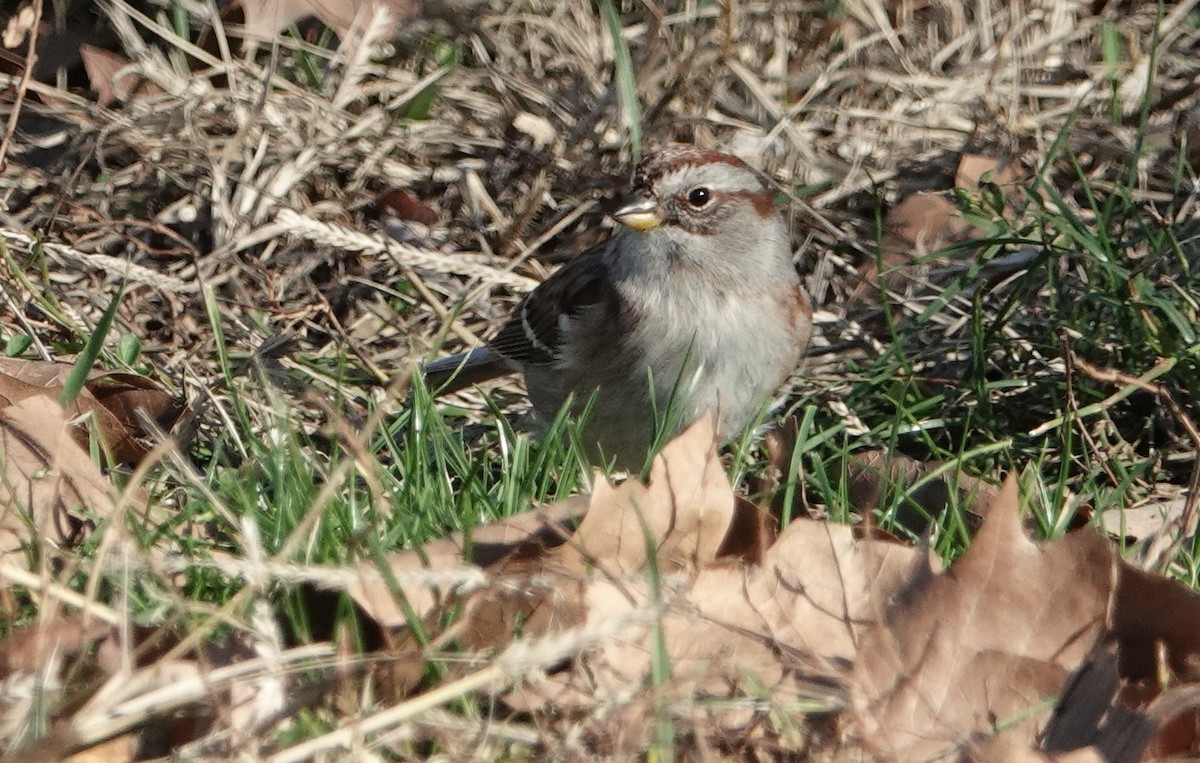 American Tree Sparrow - ML284131551