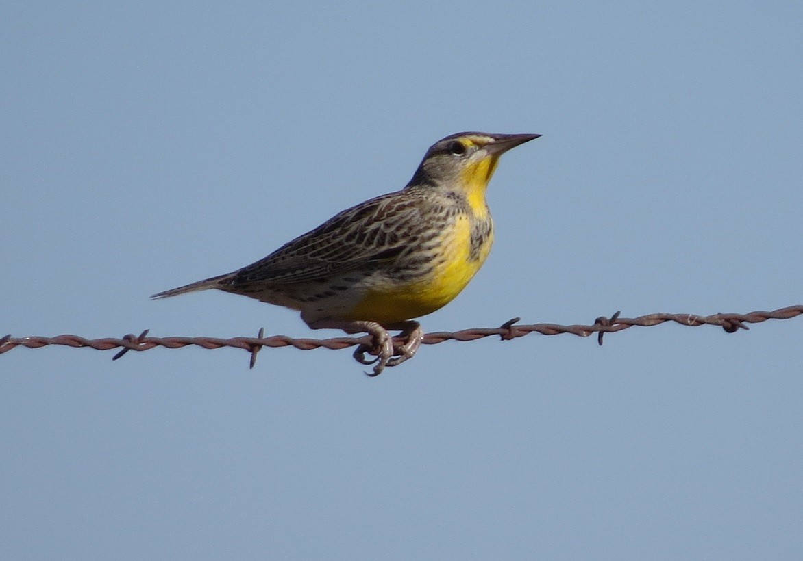 Western Meadowlark - ML284131841
