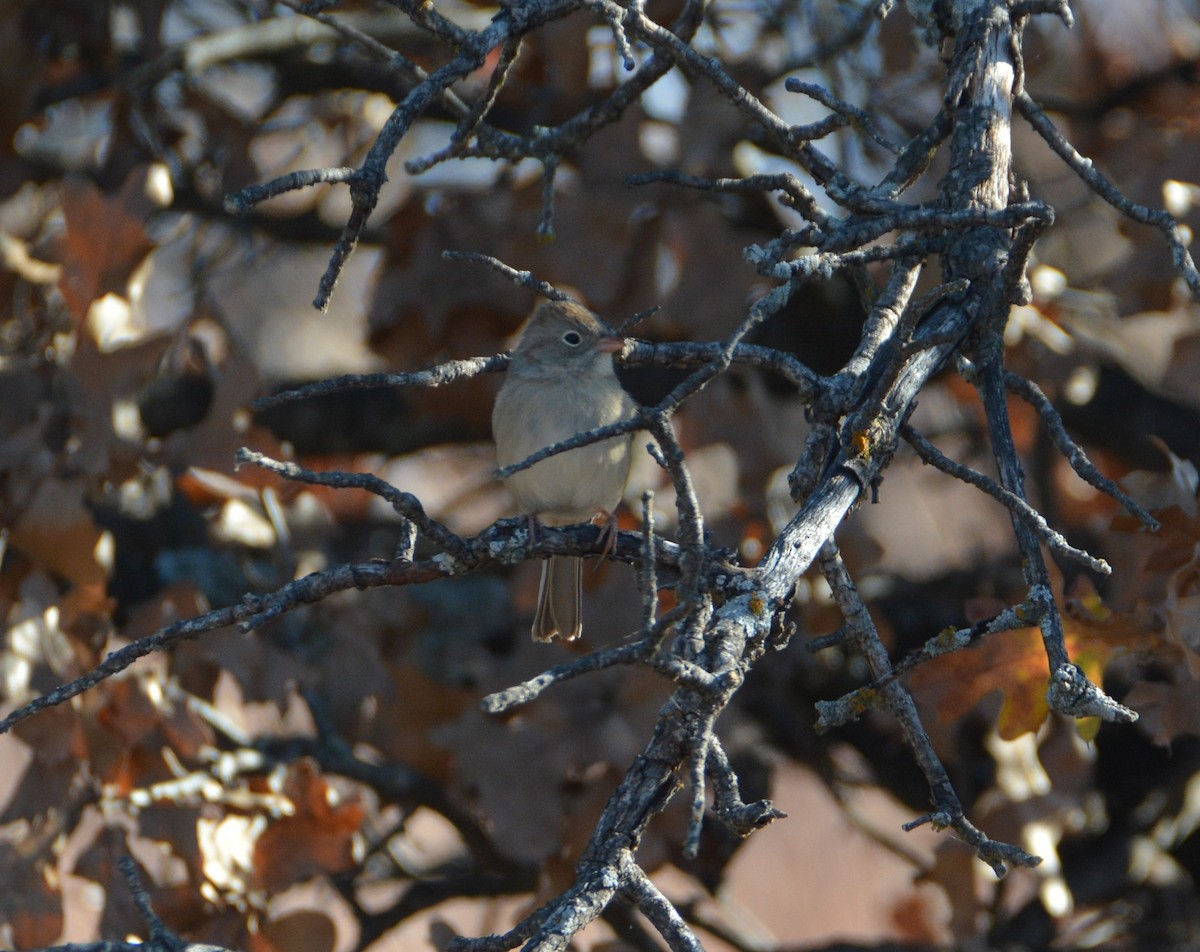 Field Sparrow - ML284131911