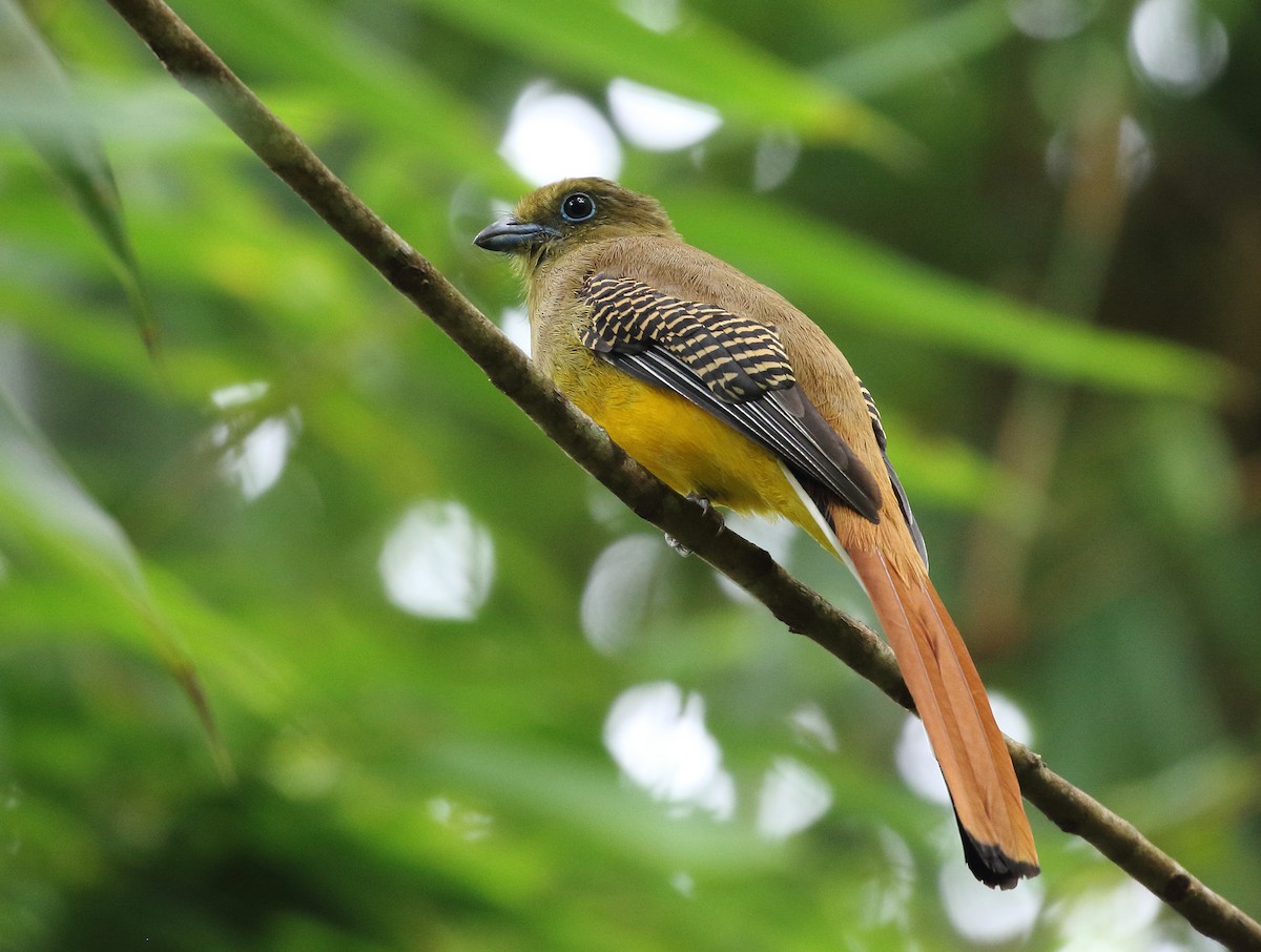 Orange-breasted Trogon - ML284132961