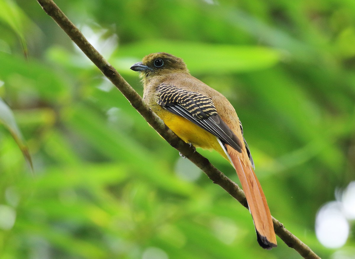 Orange-breasted Trogon - ML284133061