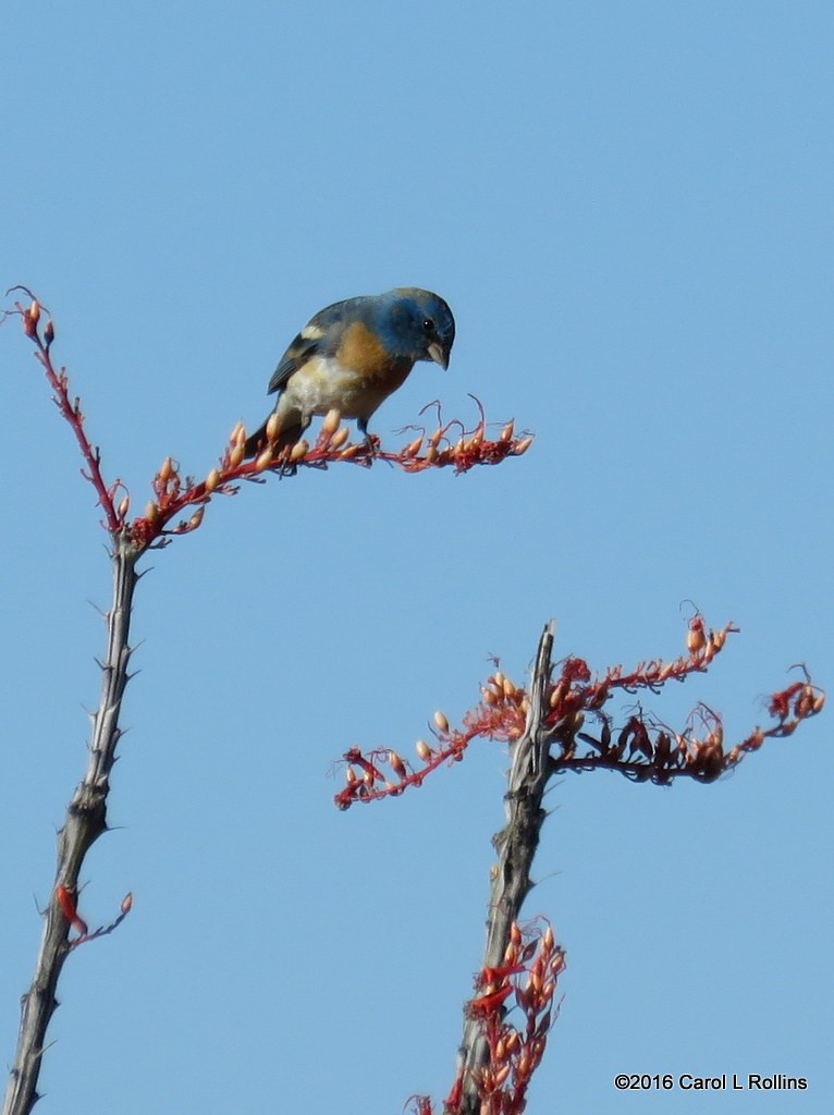 Lazuli Bunting - ML28413351