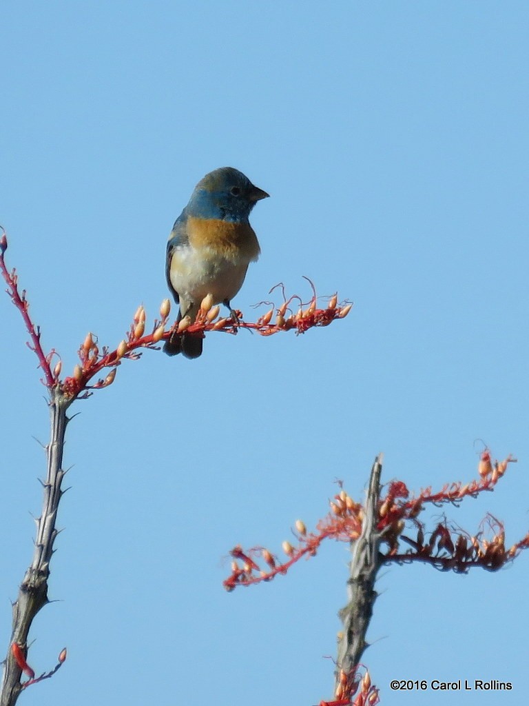 Lazuli Bunting - ML28413361