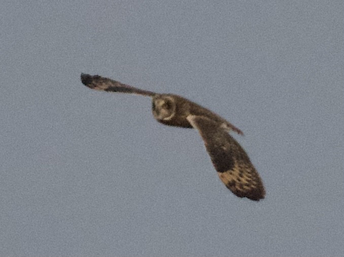 Short-eared Owl - ML284134231