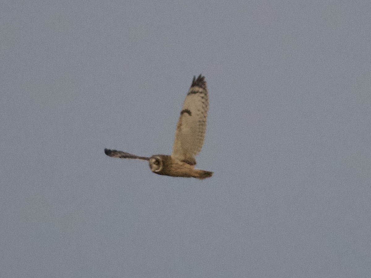 Short-eared Owl - ML284134251