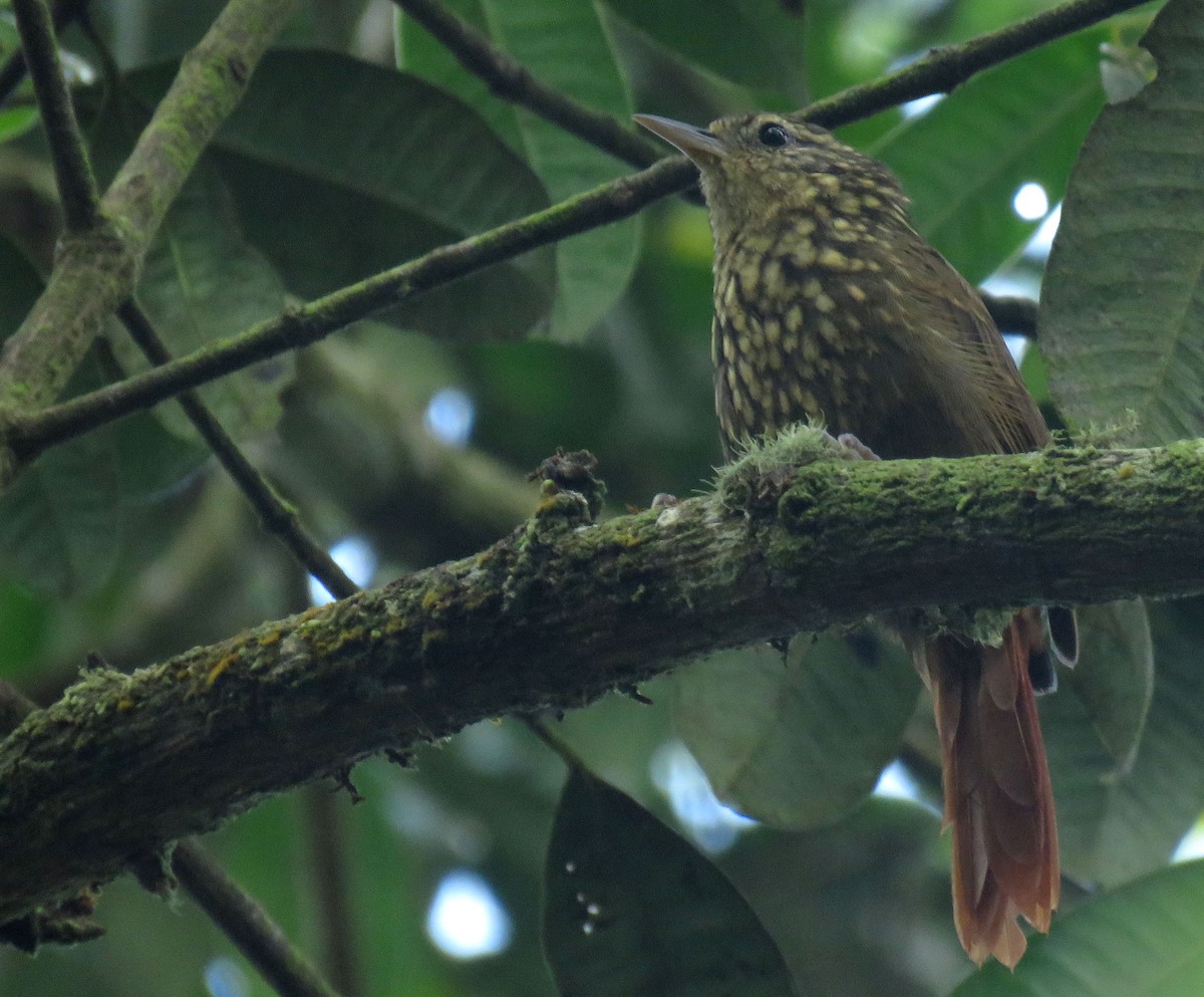 Premnornis à gouttelettes - ML284134891