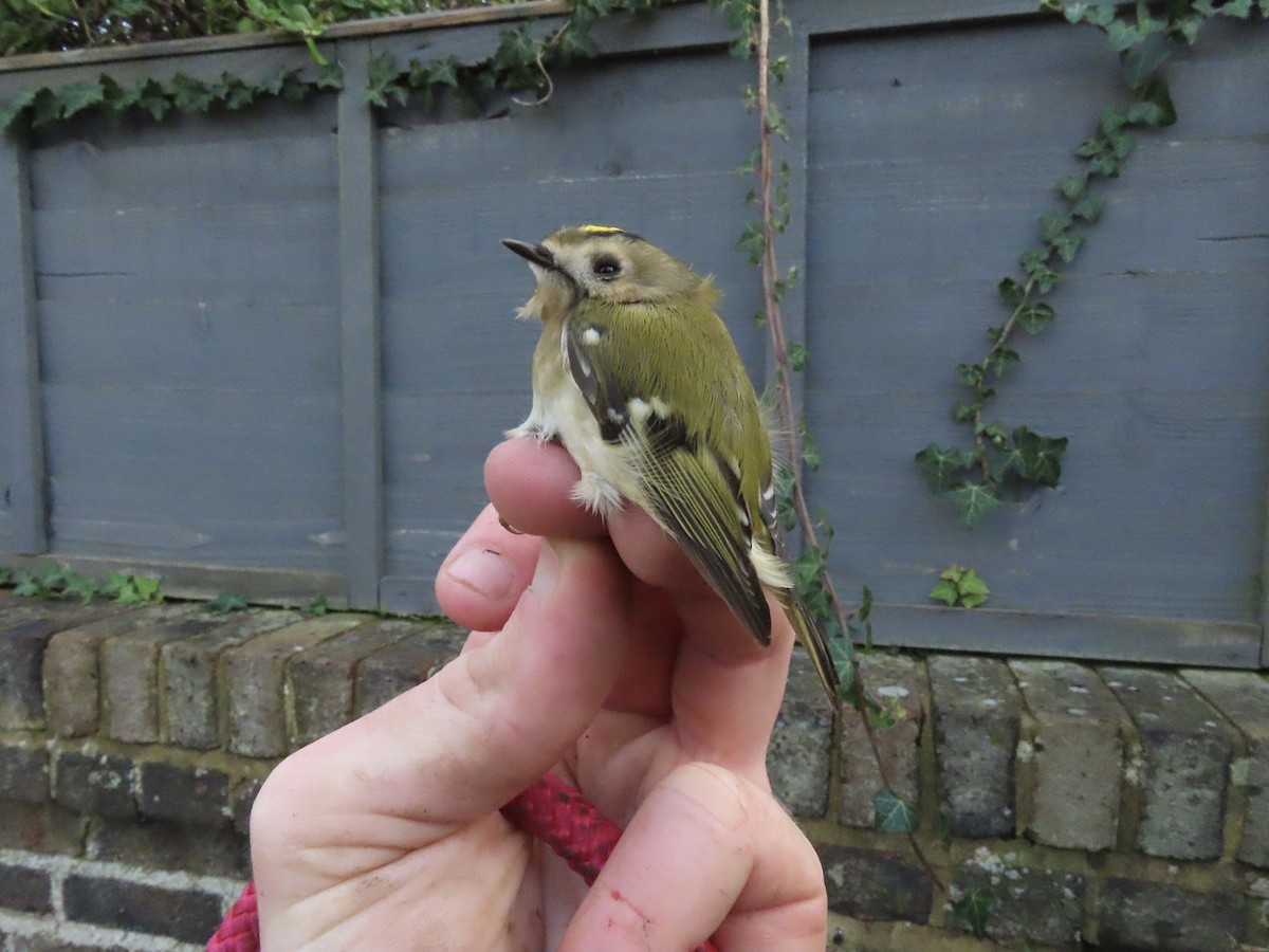 Goldcrest - David Campbell
