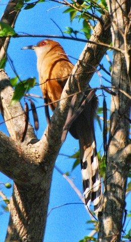 Great Lizard-Cuckoo (Cuban) - Butch Carter