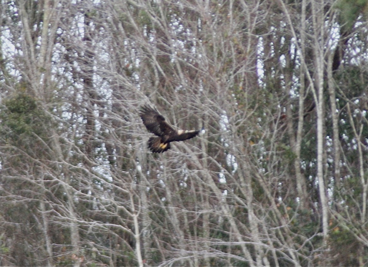 Golden Eagle - ML284135451