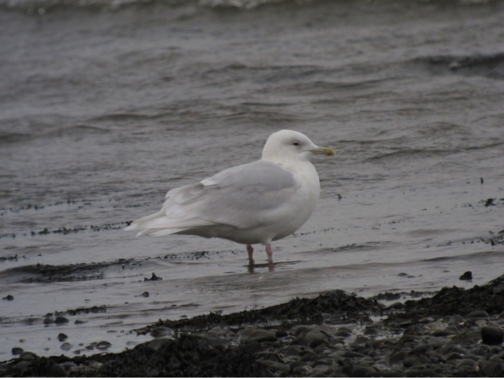 Iceland Gull - ML284136031