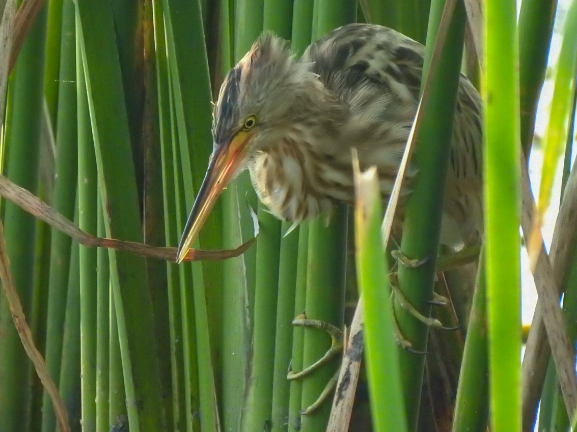 Yellow Bittern - ML284137241