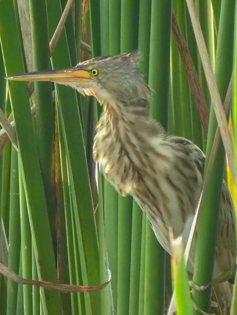 Yellow Bittern - ML284137261