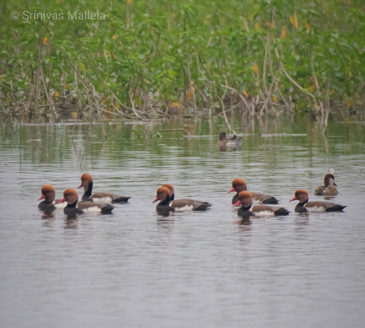 Red-crested Pochard - ML284142551