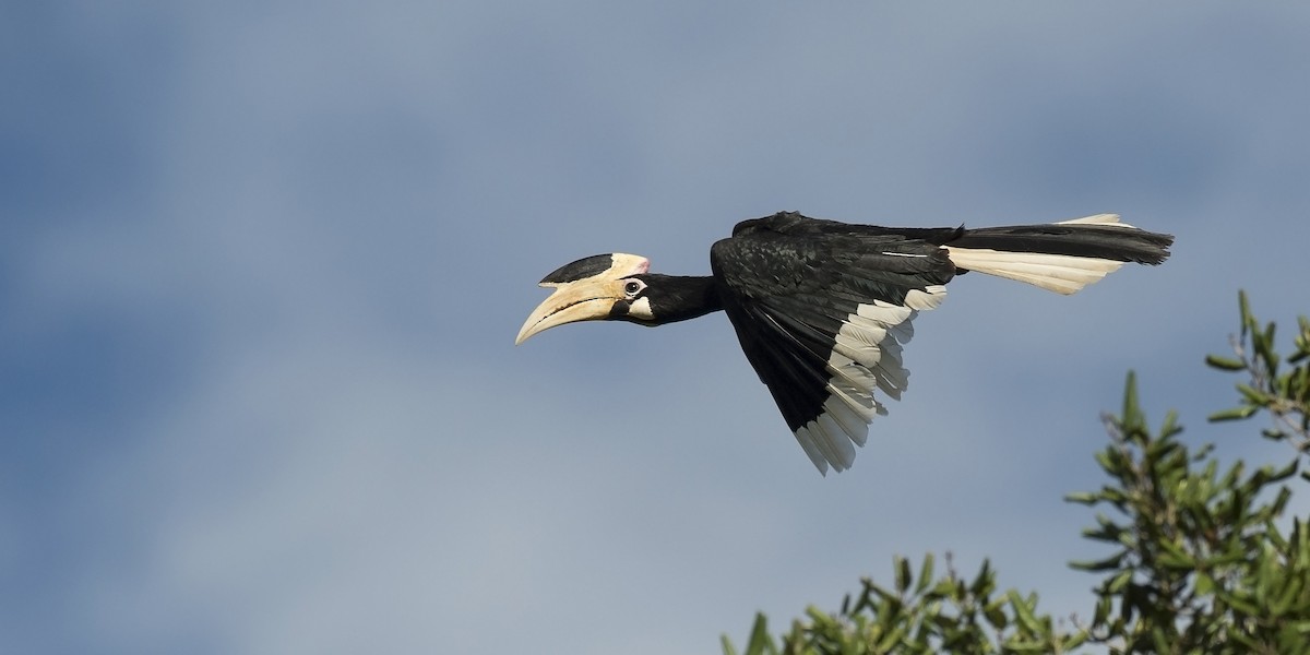 Malabar Pied-Hornbill - benny cottele