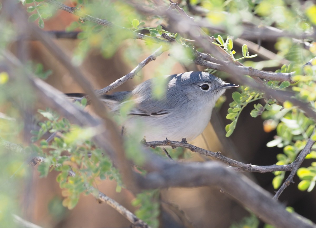 Black-tailed Gnatcatcher - ML284144011