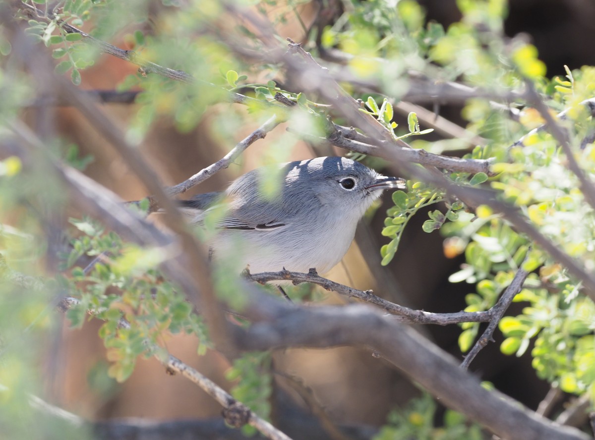 Black-tailed Gnatcatcher - ML284144241