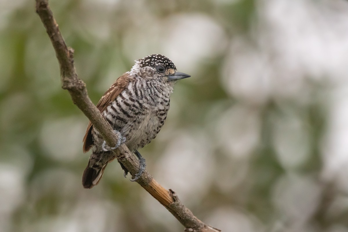 White-barred Piculet - Pablo Re