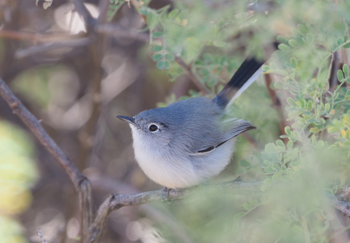 Black-tailed Gnatcatcher - ML284144631