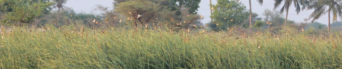 Streaked Weaver - TheNatureTrust (GroupAccount)