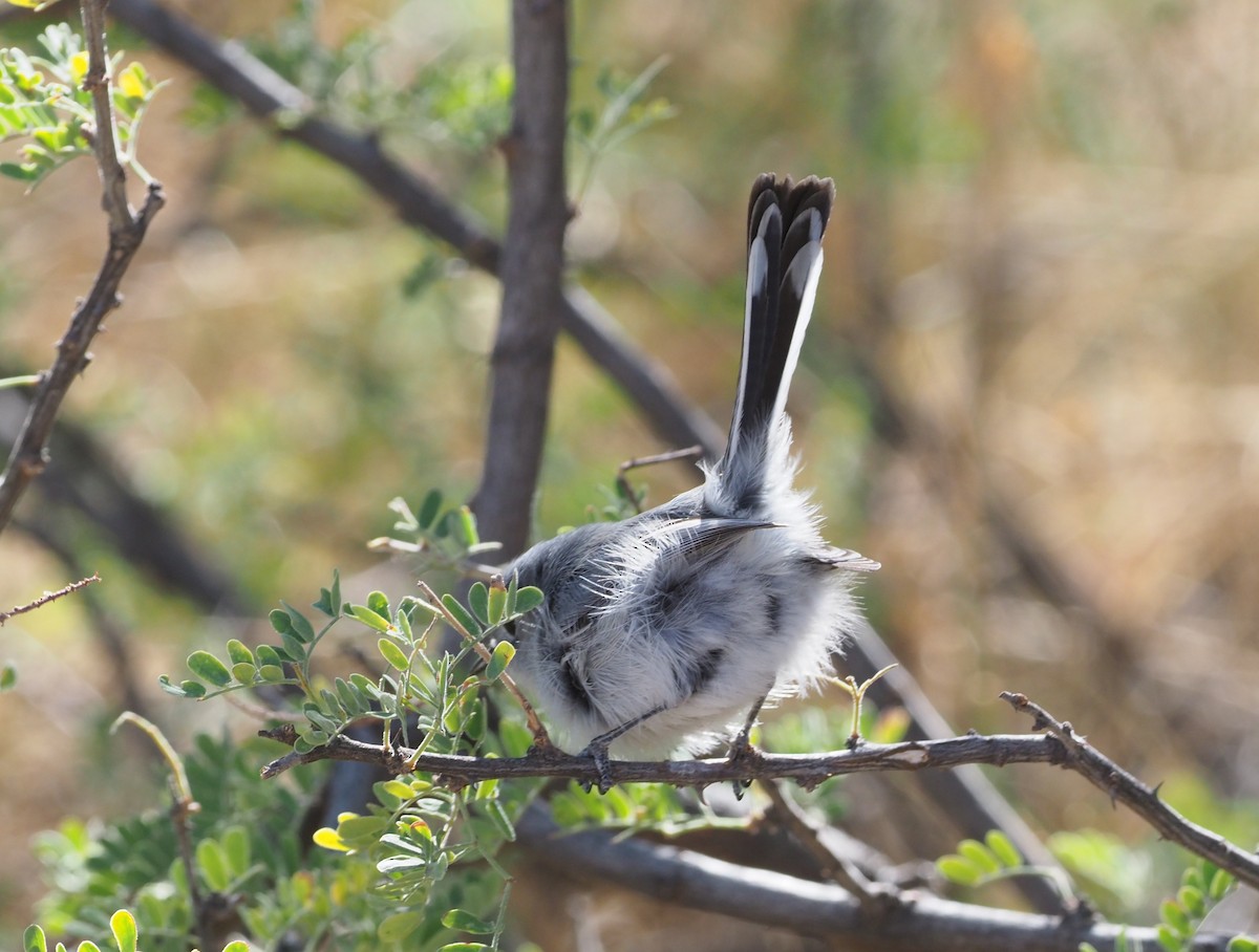 Black-tailed Gnatcatcher - ML284144731