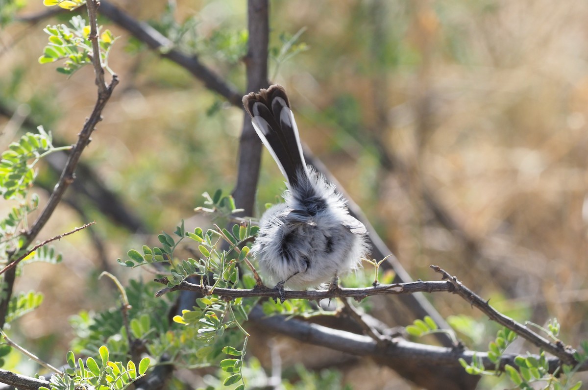 Black-tailed Gnatcatcher - ML284144781