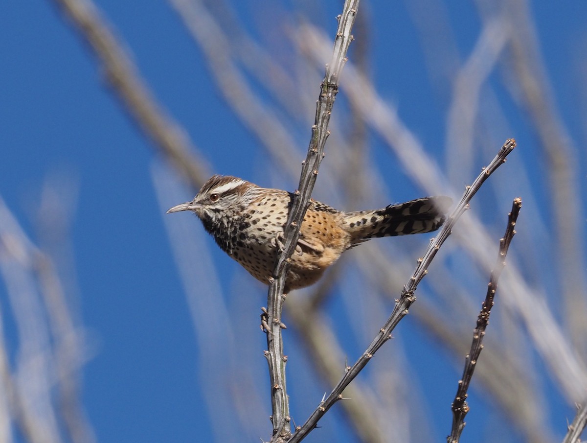 Cactus Wren - ML284144891