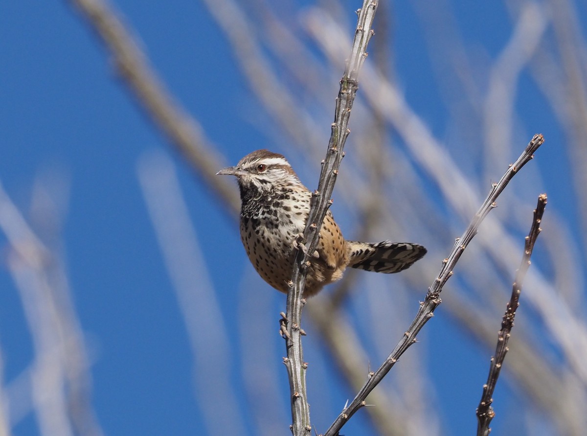 Cactus Wren - ML284144921