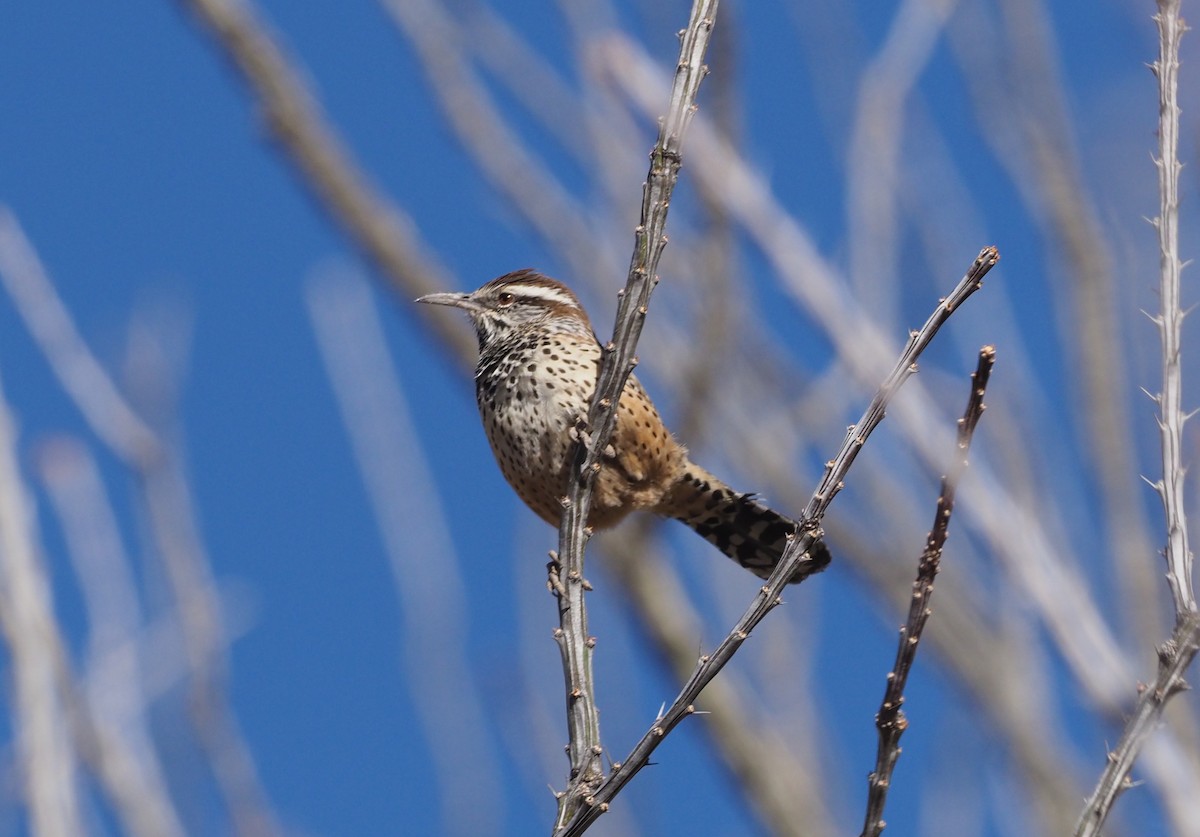 Cactus Wren - ML284144941