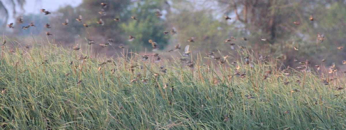 Streaked Weaver - TheNatureTrust (GroupAccount)