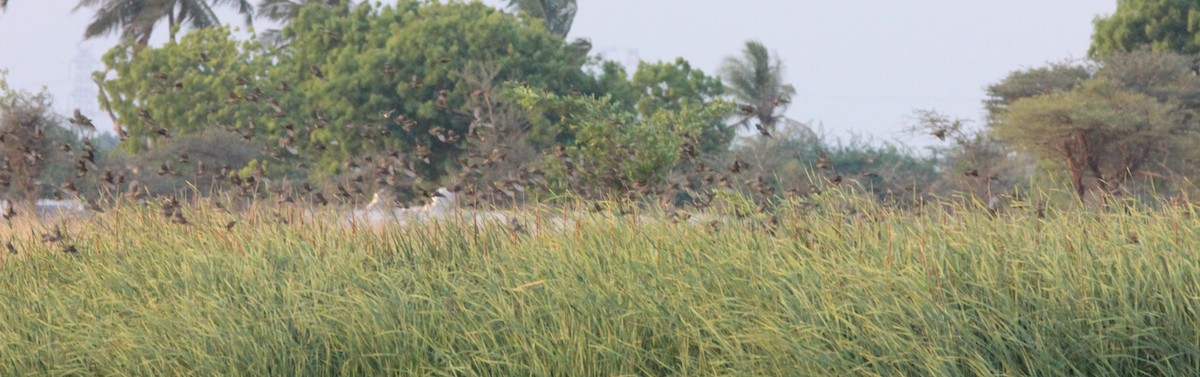 Streaked Weaver - TheNatureTrust (GroupAccount)