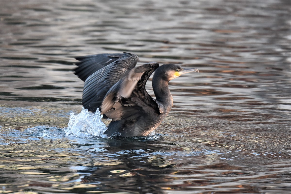 Great Cormorant - Christoph Randler