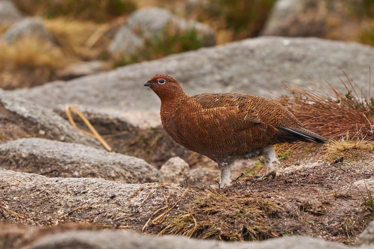 Willow Ptarmigan (Red Grouse) - ML284146241