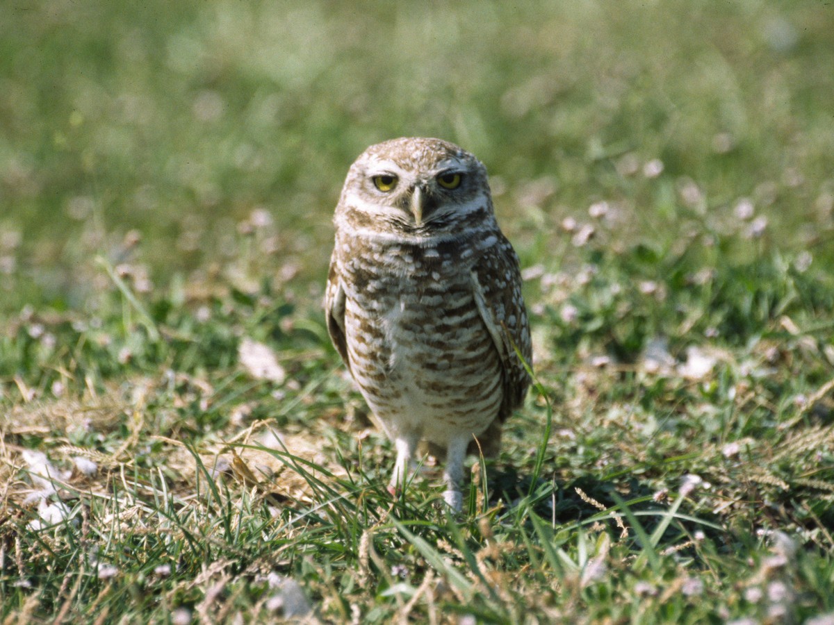 Burrowing Owl - ML284147231