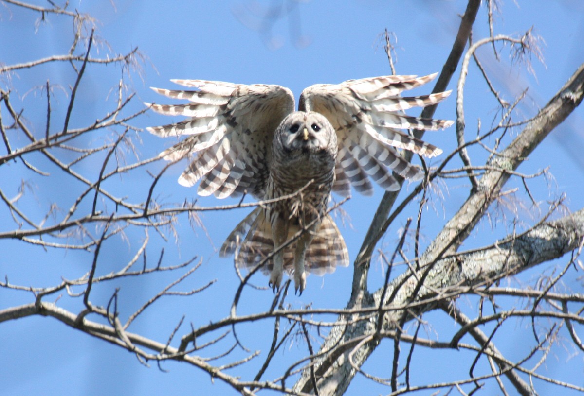 Barred Owl - ML284148181