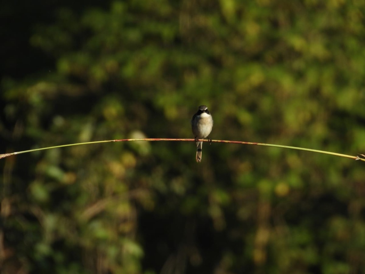 Gray Bushchat - ML284148861