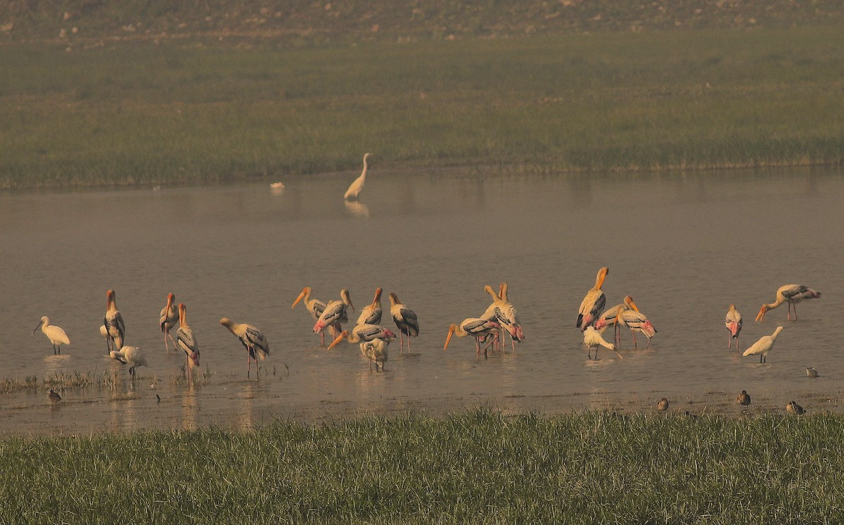 Painted Stork - ML284149031