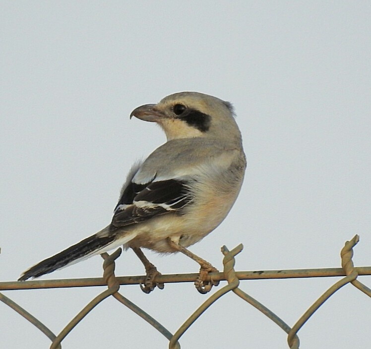 Great Gray Shrike - Hazem  AL Hreisha