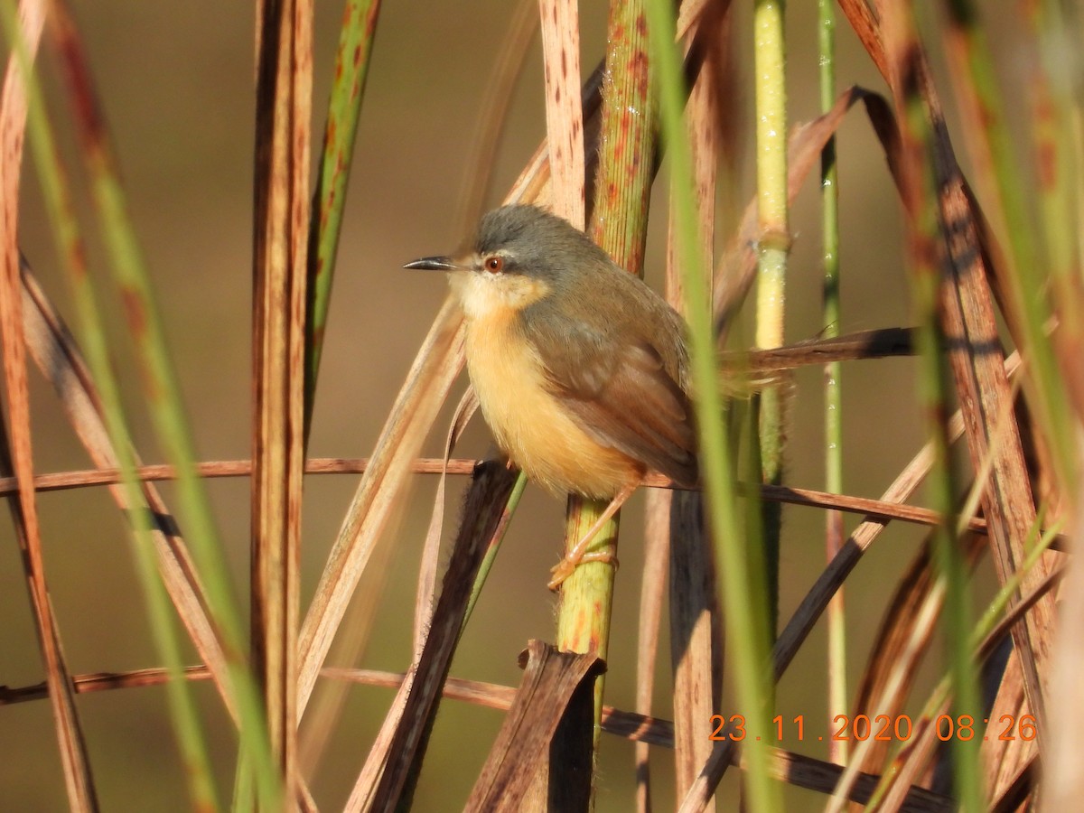 Ashy Prinia - ML284149521