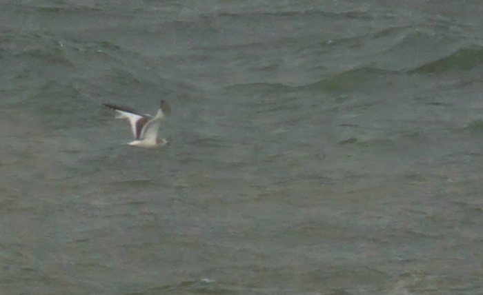 Sabine's Gull - ML284150851