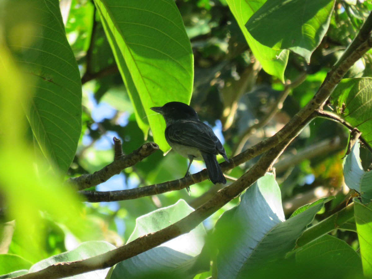 Rose-throated Becard - Melvin Bonilla