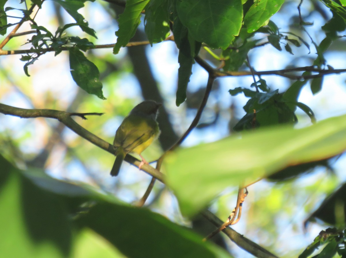 Rufous-browed Peppershrike - ML284151201