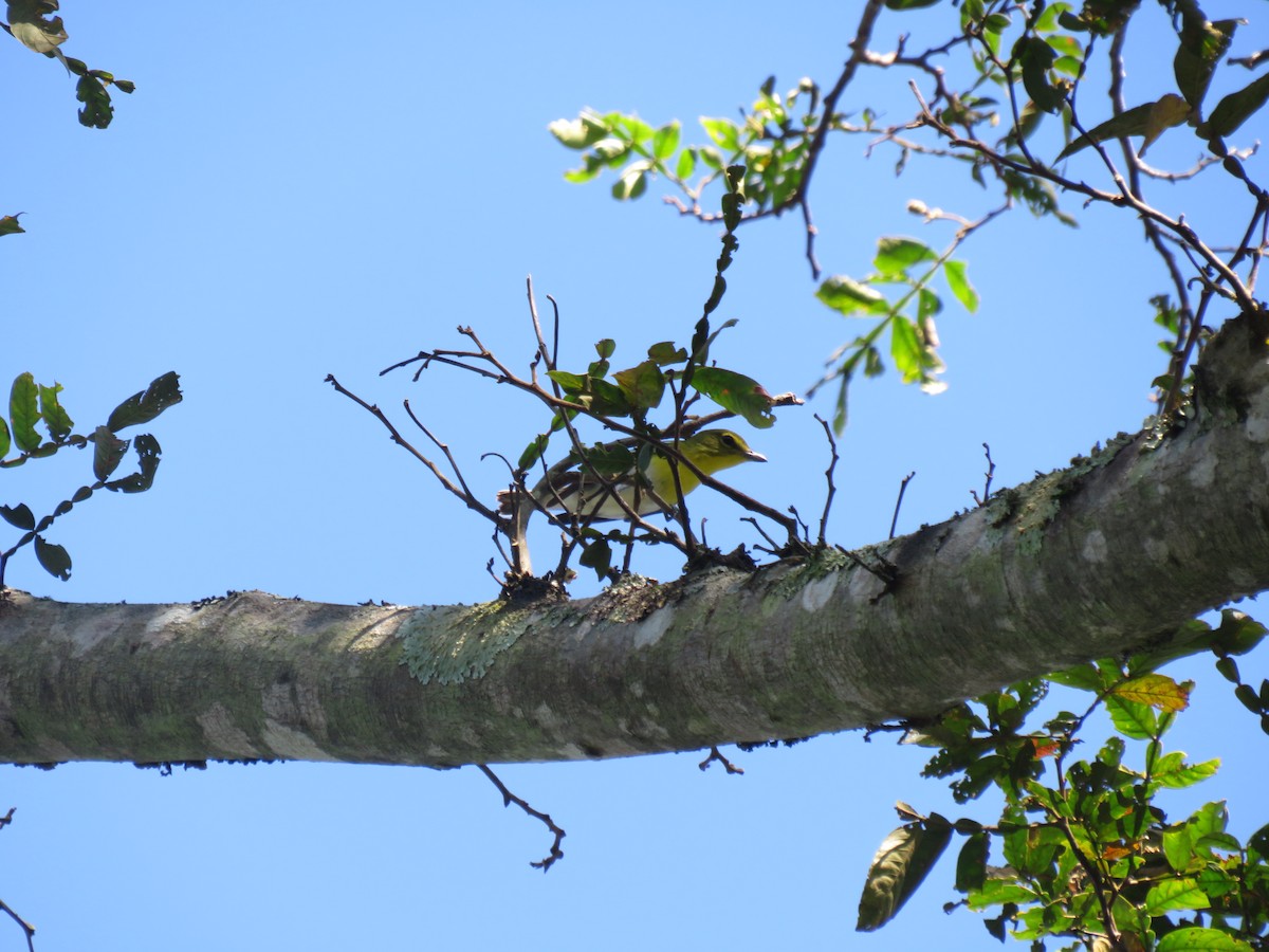 Yellow-throated Vireo - Melvin Bonilla