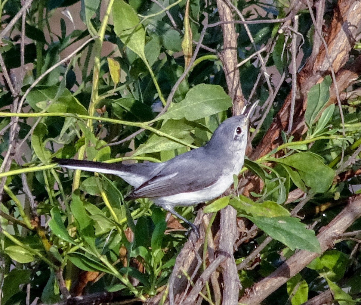 Blue-gray Gnatcatcher - ML284151691