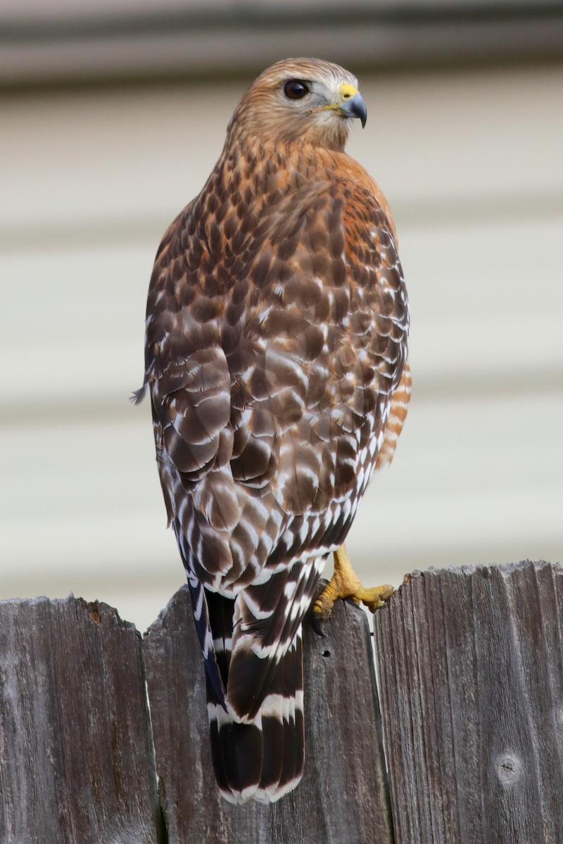 Red-shouldered Hawk - Ronald Newhouse