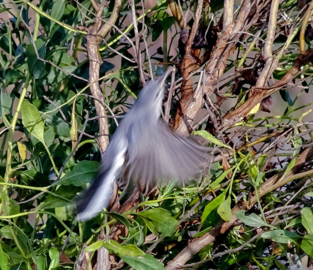 Blue-gray Gnatcatcher - Sevin Danchisen