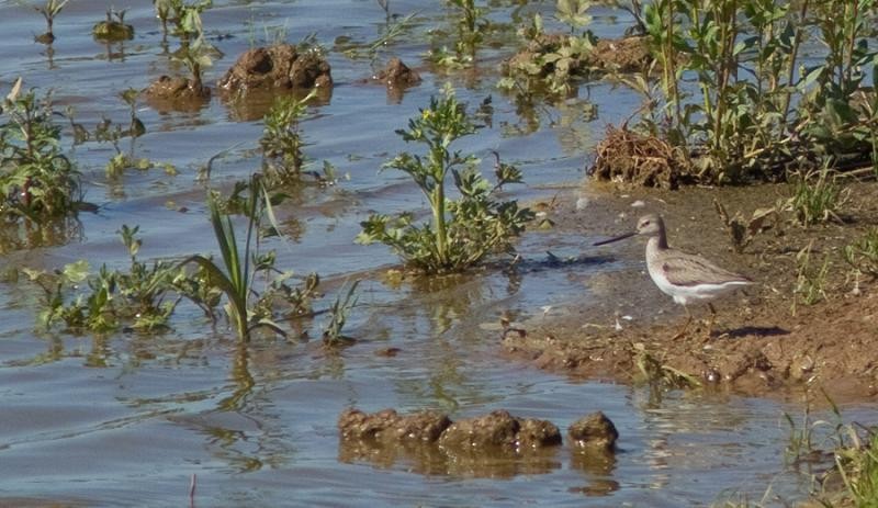 Terek Sandpiper - ML284153021