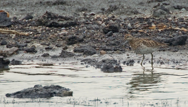 Sharp-tailed Sandpiper - Paul Cools