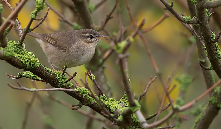 Mosquitero Sombrío - ML284154821