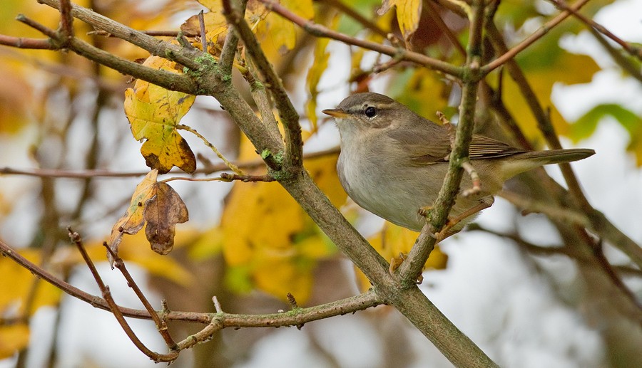 Dusky Warbler - ML284154831